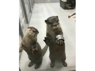 かわうそフレンズ