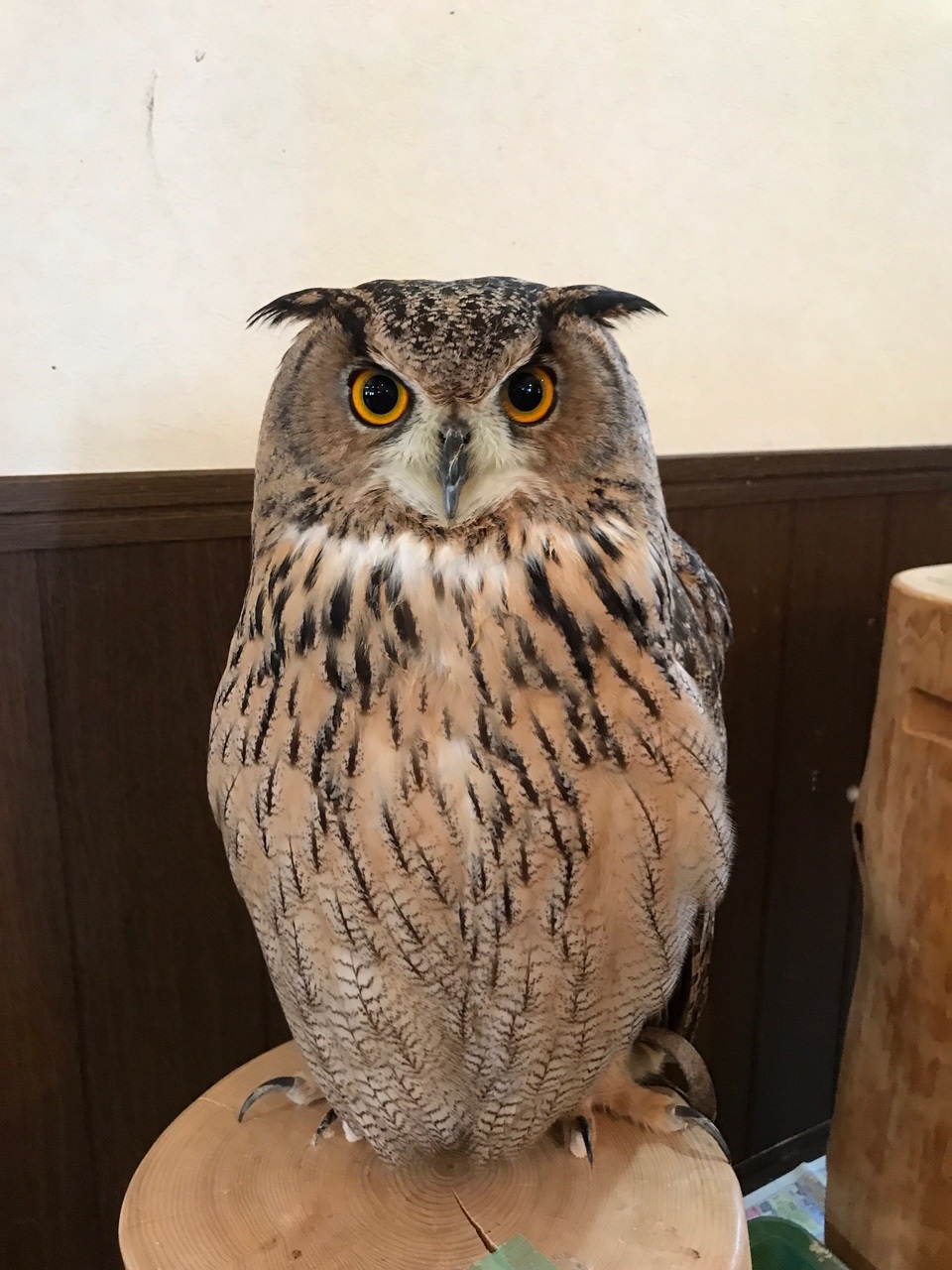 アニマルカフェ不可思議