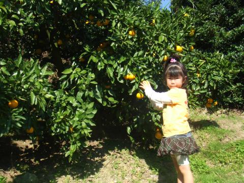 内海みかん狩り 鈴ヶ谷センター