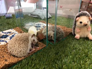 はりねずみミンミンCafe