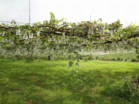 大府長根山観光ブドウ園