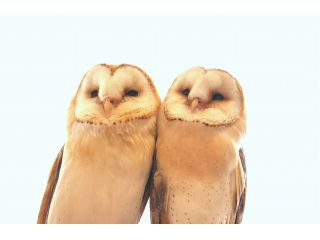 フクロウカフェ　SweetOWL