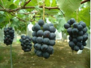 寿々園グレープガーデン