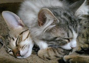 猫カフェ　にゃーにゃーにゃー