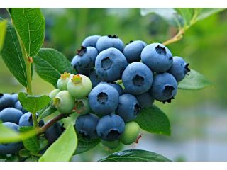 ブルーベリーのこみち