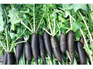 富士山ガーデンファーム