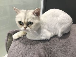 犬カフェ　猫カフェ　はちゅう類カフェ　アニマルカフェMILK