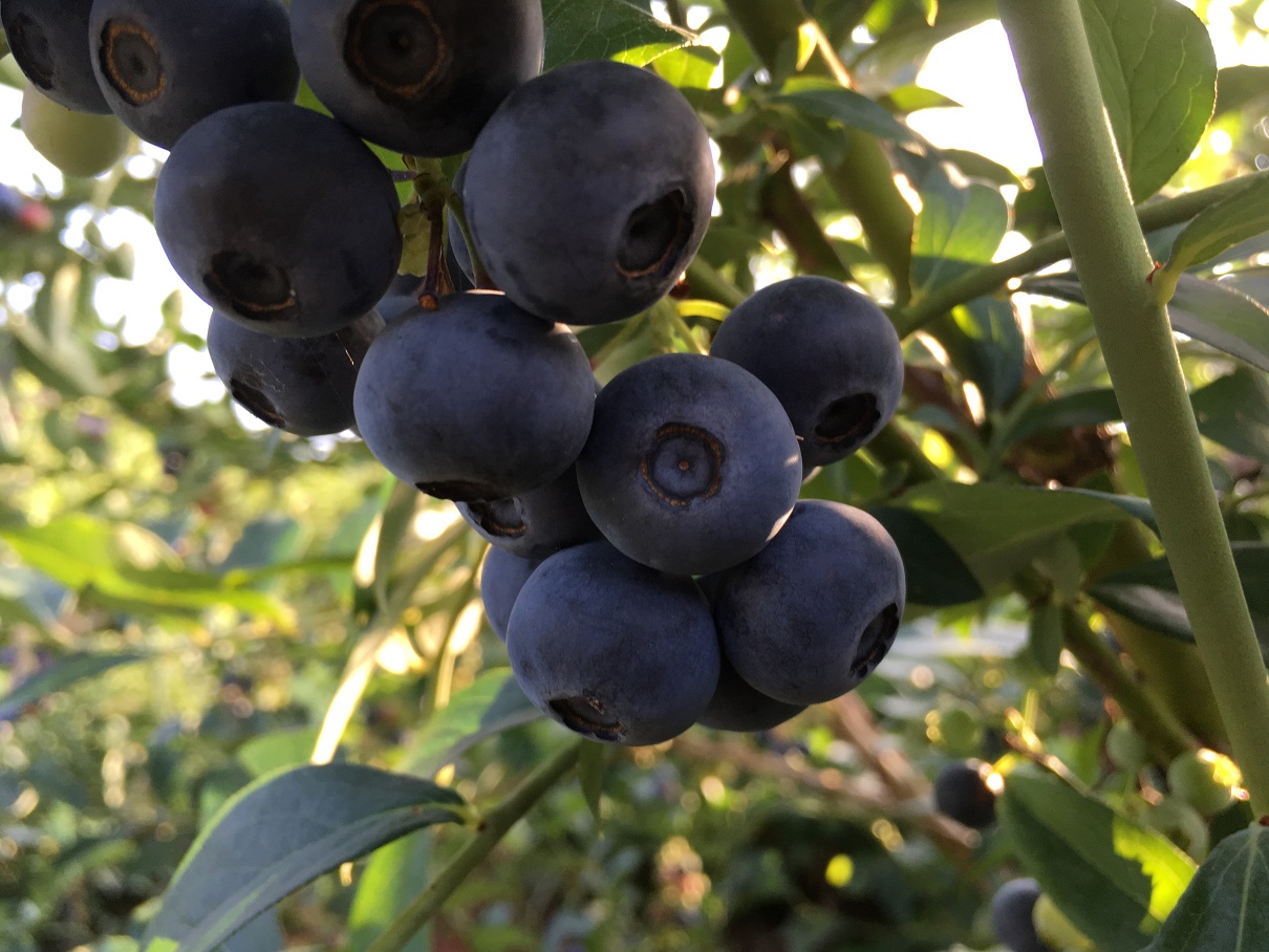 蕎麦道楽百古里庵