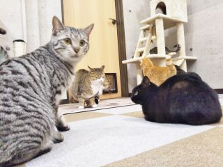 ねこカフェ　にゃおん