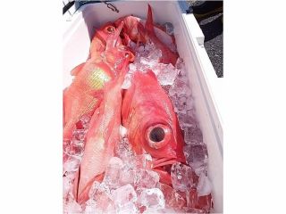 南伊豆忠兵衛丸