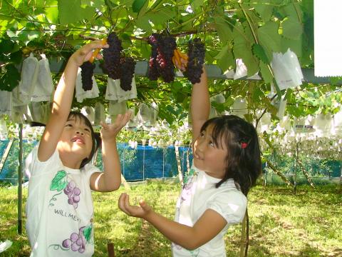 青蓮寺湖ぶどう組合