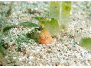 ダイビングプロショップ　テイク・シー