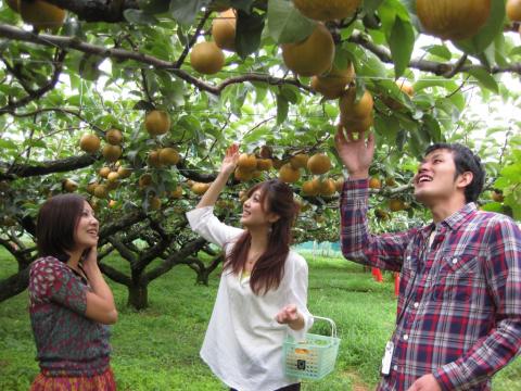 果樹の森 よこせ梨園