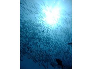 あずーるダイビングショップ