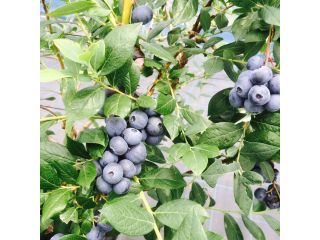 ブルーベリーガーデン岐阜