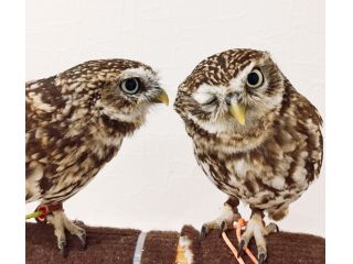 ふくろうのいる森カフェ中津川本店