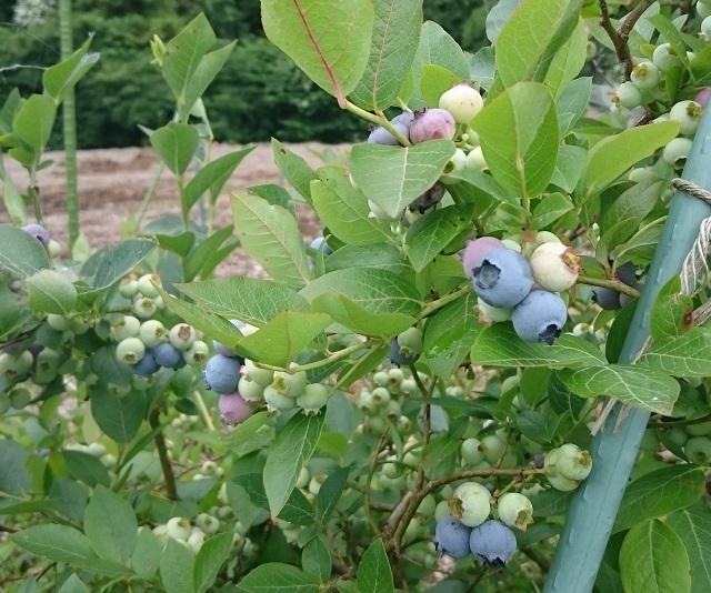 パルメット果樹園