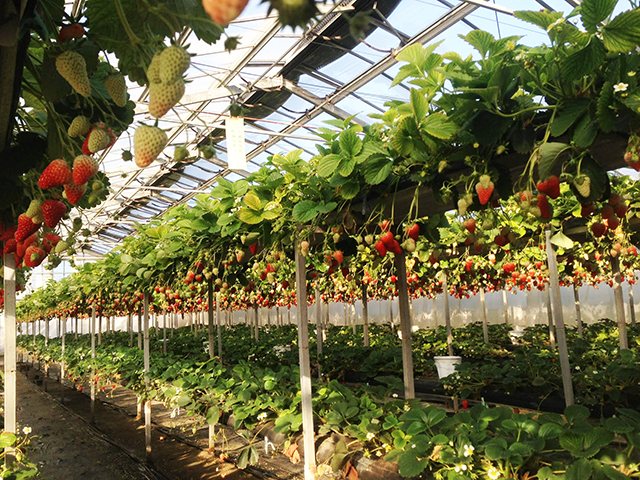 鎌倉観光いちご園