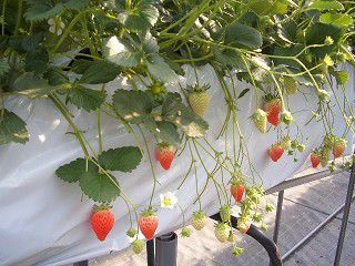 イチゴハウスこもの園