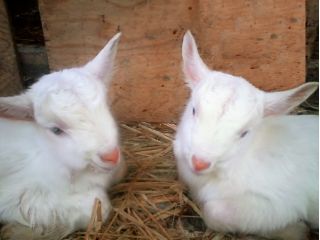 伊勢ヤギふぁ〜む