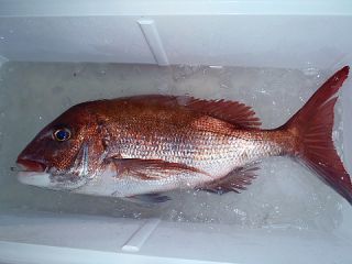 釣り船 　宏漁丸