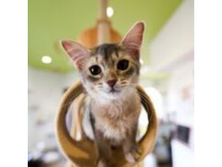 ねこの城(松阪店)