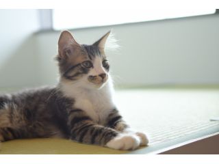 保護猫カフェ285