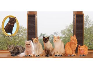 キャットカフェ　ミーチェ