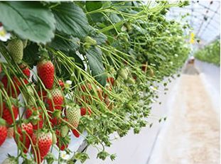 徳江いちご農園