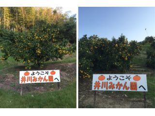 井川みかん園