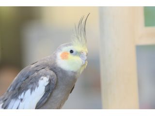 ことりカフェ心斎橋