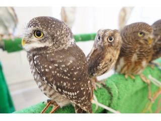 フクロウのみせ(大阪本店)