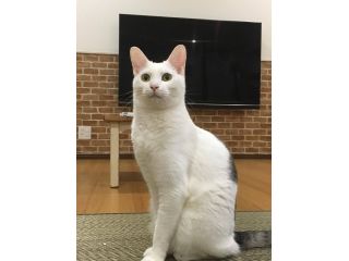 猫カフェ　紅葉