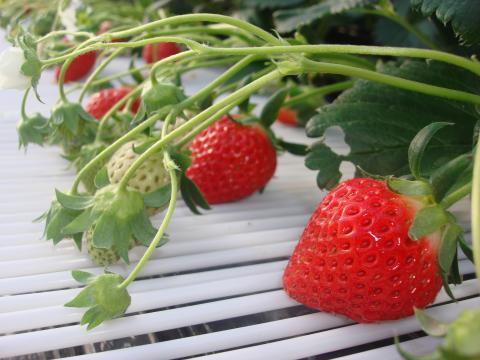 岸和田観光農園