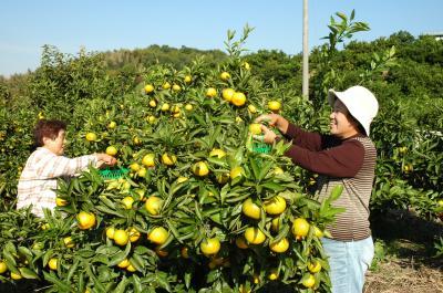 北阪町観光農場