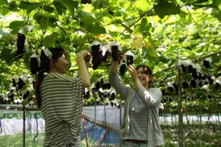 神宮寺ぶどう狩りの写真1