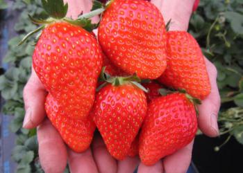 佐野観光農園　アグリタウン