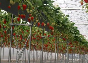 ファームスクエア　丹沢の森