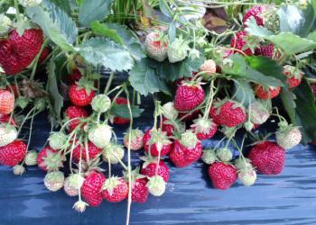 いちご狩りベリー・ランド　佐藤農園