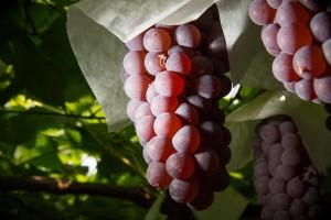 羽曳野市ぶどう園