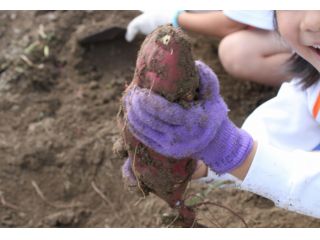 ゆめさき苺ハウス