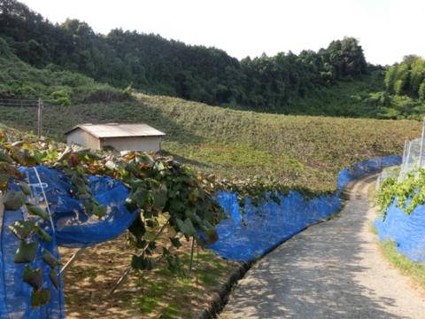 フルーツランド天野山