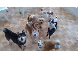 保護っ子ふれあいカフェ　MOKOん家