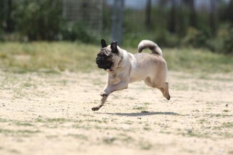 舞洲ドッグウォーキング