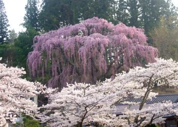 三春滝桜