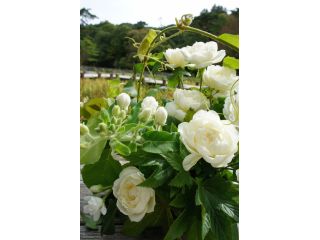 Mille Fleurs ミルフルール