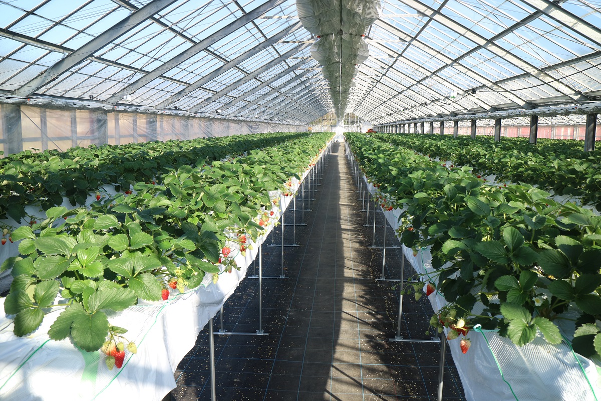 東浦イチゴファーム