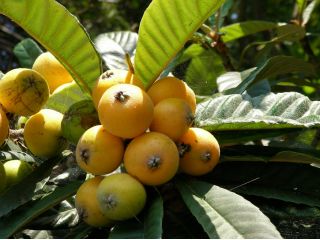 はいばらびわ園