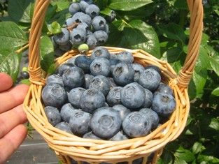 淡路島ブルーベリー園