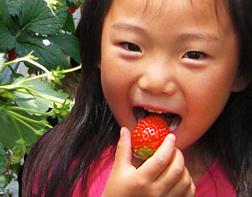 内山いちごの国